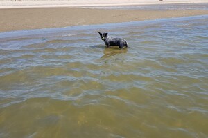 Ava Kira: aan het water