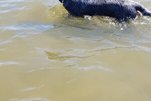 Ava Kira: aan het water