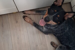 Soran Bart: ABC curcus