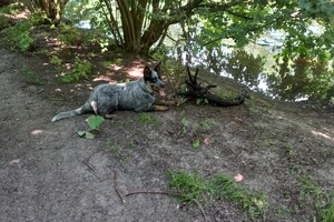 Ava Kira: uit water gehaald