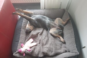 Ava kira: goede morgen