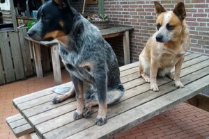 Izzy Bella Donna: Onze roedel