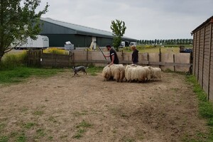 Ava Kira: schapen drijven les 6