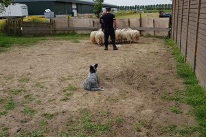 Ava Kira: schapen drijven les 6