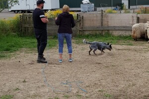 Ava Kira: schapen drijven les 6