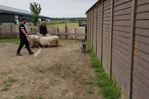 Ava Kira: schapen drijven les 6