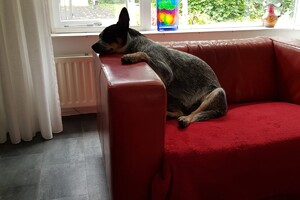 Wie zegt dat je zo niet kan slapen