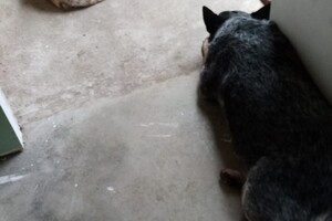 Izzy Bella Donna: Onze roedel