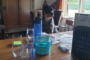 Soran Bart: bij de paarden