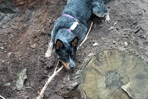 Soran Bart: bij de paarden