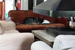 Soran Bart: bij de paarden