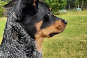 Soran Bart: bij de paarden