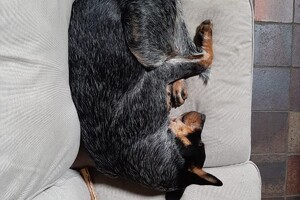 Soran Bart: bij de paarden