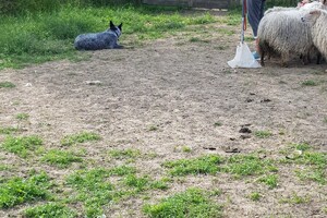 Ava Kira: schapen drijven les 7