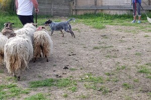 Ava Kira: schapen drijven les 7