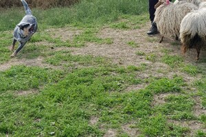 Ava Kira: schapen drijven les 7