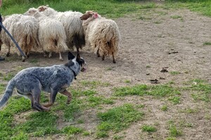 Ava Kira: schapen drijven les 7