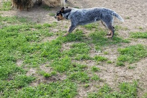 Ava Kira: schapen drijven les 7