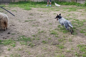 Ava Kira: schapen drijven les 7