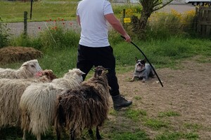 Ava Kira: schapen drijven les 7