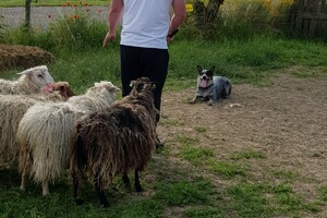 Ava Kira: schapen drijven les 7