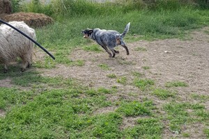 Ava Kira: schapen drijven les 7