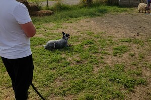 Ava Kira: schapen drijven les 7