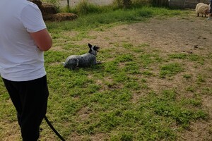 Ava Kira: schapen drijven les 7