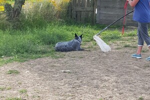 Ava Kira: schapen drijven les 7