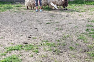 Ava Kira: schapen drijven les 7