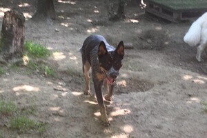 Vida: lekker spelen "Snuffelbos" 