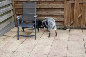 (13 juli) Ava Kira en Flynn