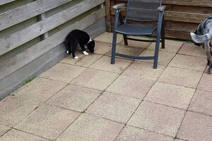 (13 juli) Ava Kira en Flynn