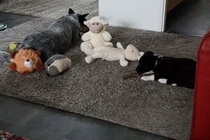 14 juli: We hebben een "schaap" (knuffel) erbij.