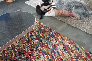 16 juli: Cattledog, sociaal perfecte hond en ontzettend lief.