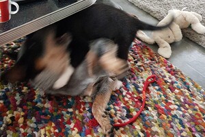 Ava Kira wordt aangevallen - spelerij -