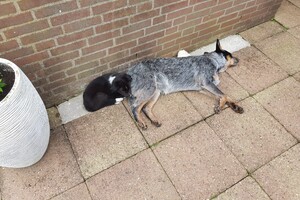 Ava Kira: mijn roedel