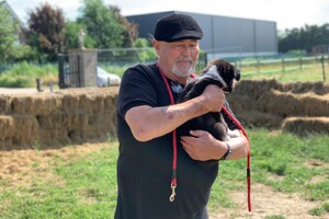 Flynn (Border Collie)