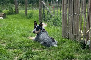 Abby Lavie: puppy curcus