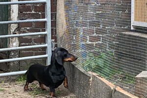 Cato staat vaak zo te kijken. De rest kijkt er eigenlijk niet naar om