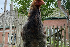 dit is nog maar een kuiken: deze worden heel groot.