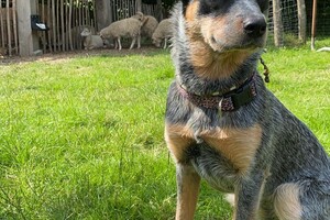 Abby Lavie: Mijn boerderij 1