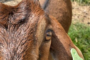 Abby Lavie: Mijn boerderij 1