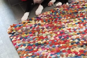 Flynn (Border Collie).