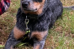 Ellis Coco: op vakantie 