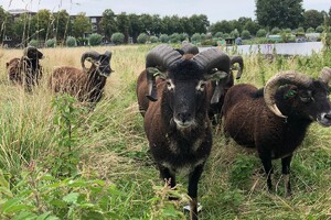 Abby Lavie: Mijn boerderij 1