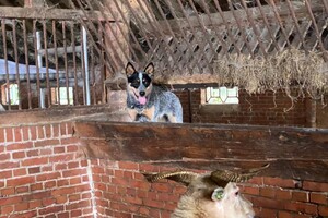 Abby Lavie: Mijn boerderij 1