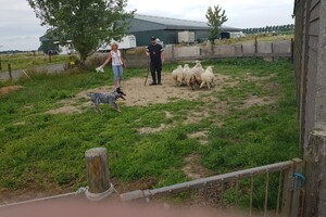 Ava Kira: schapen drijven les 8
