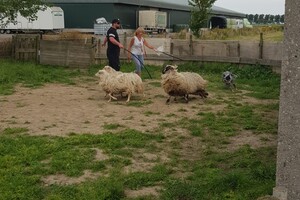 Ava Kira: schapen drijven les 8