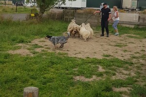 Ava Kira: schapen drijven les 8